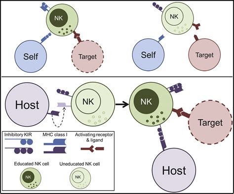 Teach Your Nk Cells Well Immunity