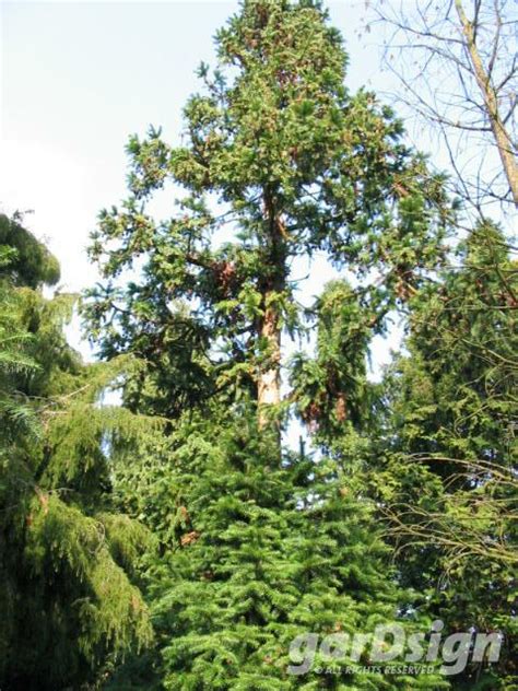 Larix Kaempferi Stiff Weeping GarDsign