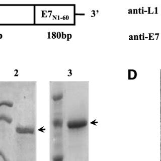 Purification, capsomere assembly, and characterization of the chimeric... | Download Scientific ...