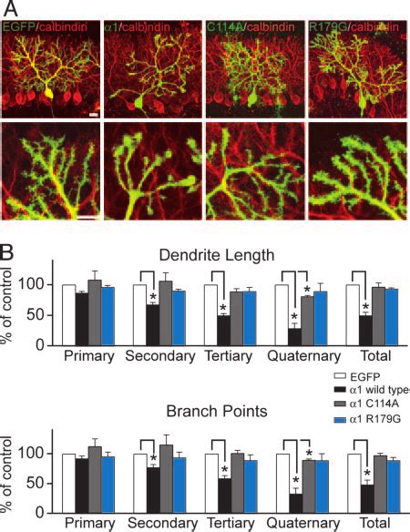 Effect Of 1 Chimaerin On Dendritic Arbors And Dendritic Spines A