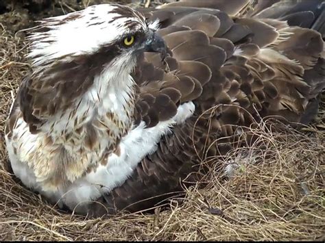 Dyfi Osprey Project Cam Wales 02 06 2018 Telyn Two Chicks Flickr