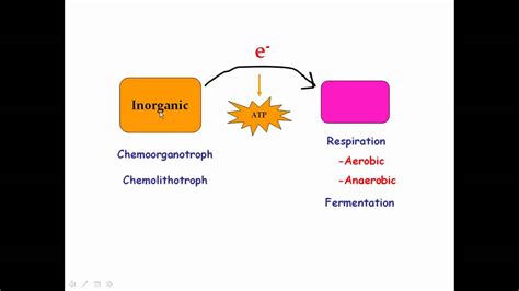 Prokaryotic Metabolism Warmup Info Part 3 Youtube