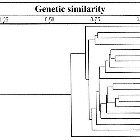 Upgma Dendrogram Showing The Genetic Relationships Within 20 Varieties