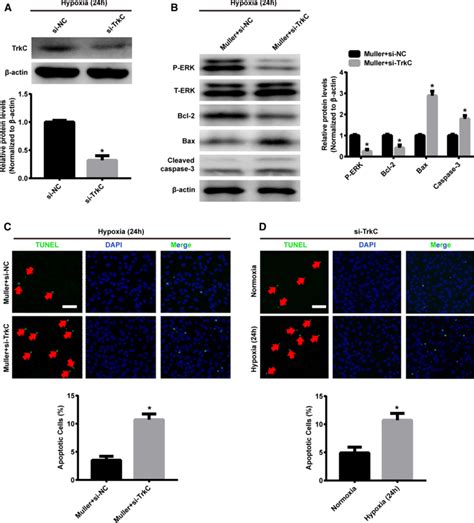 Trkc Silencing In W Cells Attenuated The M Ller Cell Mediated