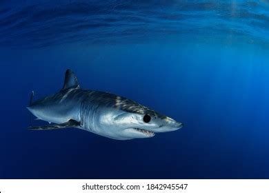 Shortfin Mako Shark Royalty Free Images Stock Photos Pictures