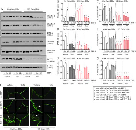 Tofacitinib Normalises Tight Junction Protein Expression In Caco Bbe