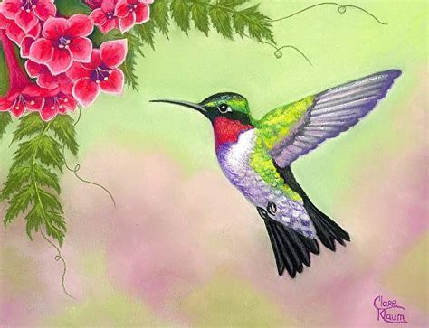 Ruby Throated Hummingbird By Clare Klaum Pastel 7 X 9 Hummingbird