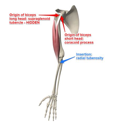 The Biceps Brachii Muscle Of The Month Biceps Brachii Muscle