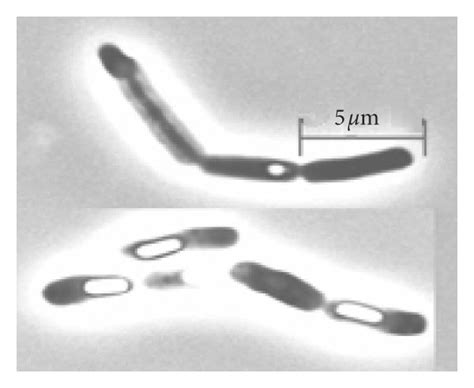 A B C Phase Contrast Photomicrographs Of Strains Isolate3 Download Scientific Diagram