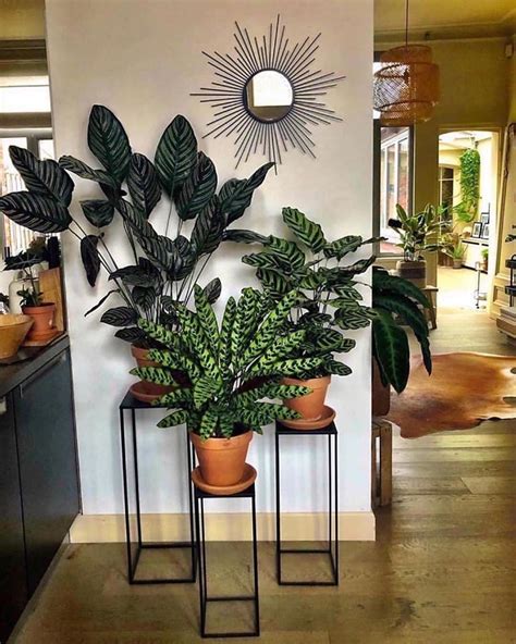 Estar Lima Laberinto Plantas Para Decorar Casa Queja Abrazadera