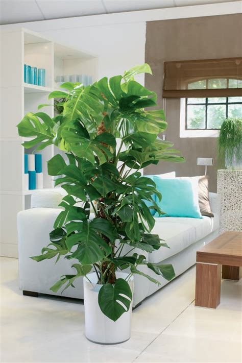 Monstera Deliciosa 100cm Altura Gual Home Garden GUAL Garden Online