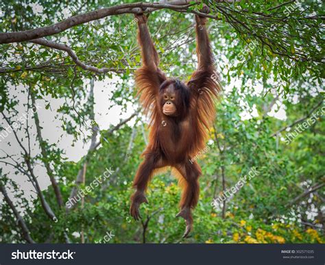 Orangutan On Tree Stock Photo 302571035 | Shutterstock