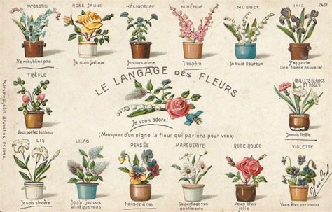 El Lenguaje De Las Flores Según Su Color ¿qué Significa Cada Uno