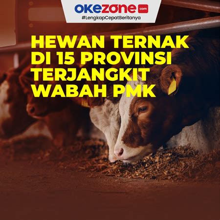 Hewan Ternak Di 15 Provinsi Terjangkit Wabah PMK 0 Foto Okezone