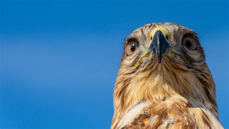 Hawk Изображения: просматривайте стоковые фотографии, векторные ...