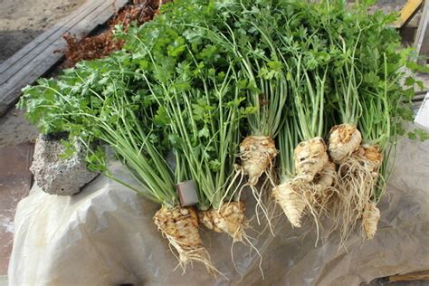 Cultivo De Perejil En Campo Abierto Plantaci N Cuidado