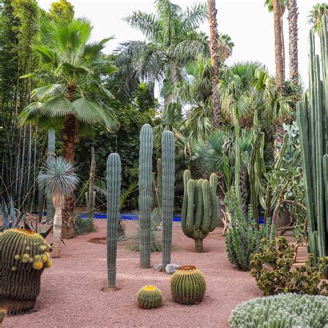 Il Fascino Ineguagliabile Dei Giardini Majorelle L Eredit Di Jacques