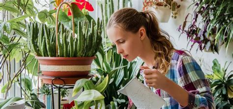 7 plantas que atraen energía positiva al hogar Mis Consejos Jardinería