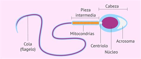 Partes Del Espermatozoide