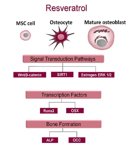 Osteogenic Effects Of Resveratrol In Vitro Rsv Influences