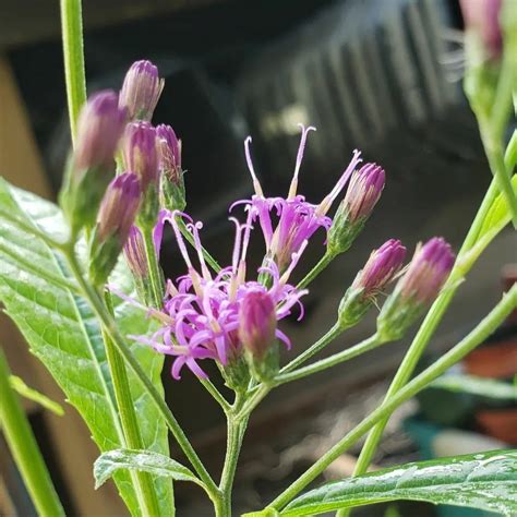 Tall Giant Ironweed Rewild Nursery