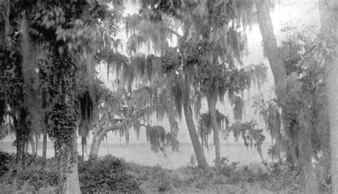 Florida Memory • View Of Lake Weir Marion County Florida