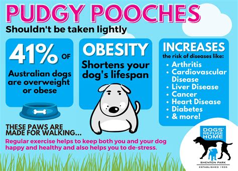 Weighing In On Pet Obesity Dogs Refuge Home