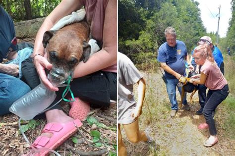 Georgia Dog Rescued After Falling Into Abandoned Well