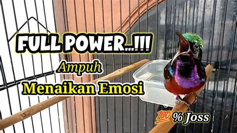 Suara Pikat Burung Konin Gacor Full Power Bikin Burungmu Emosi