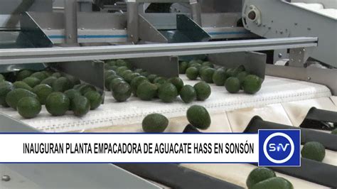 INAUGURAN PLANTA EMPACADORA DE AGUACATE HASS EN SONSÓN YouTube