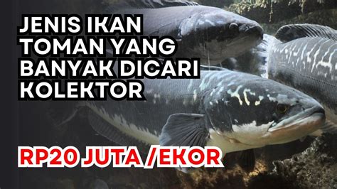 Dihargai Rp20 Juta Per Ekor Inilah Jenis Ikan Toman Yang Banyak Dicari