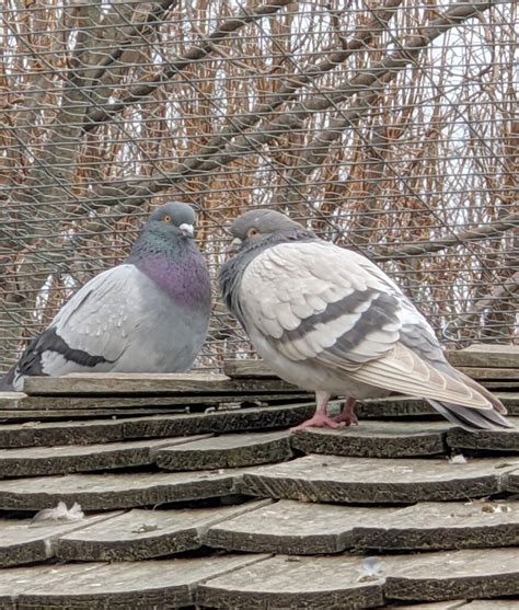 My Growing Flight Of Pigeons The Martha Stewart Blog