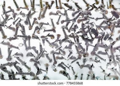 Mosquito Larvae Water On White Background Stock Photo (Edit Now) 778455850