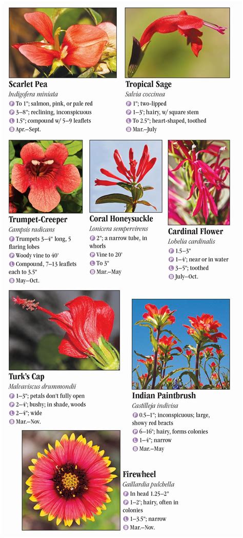 9 best ideas for coloring | Texas Wildflowers Identification Field Guide