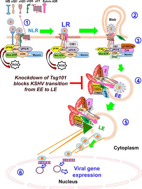 Schematic Model Depicting The Events Of Kshv Micropinocytosis In The