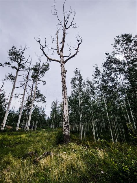 Low Angle Shot Of A Naked Aspen Tree In A Forest Stock Photo Image Of Rocky Natural