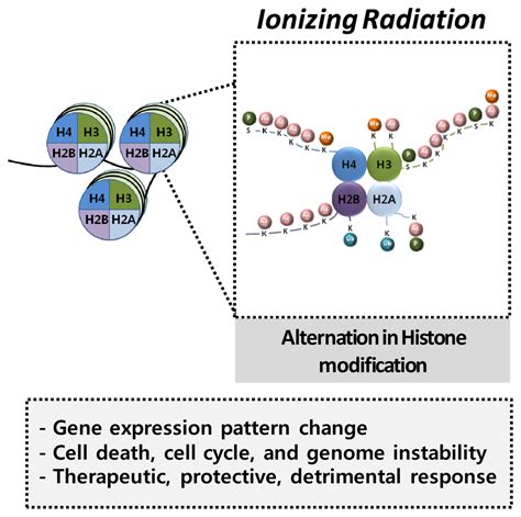 Ijms Free Full Text Epigenetics Meets Radiation Biology As A New