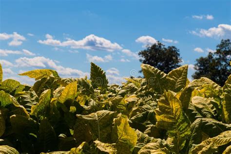 Tobacco Crop PlantsLancaster County Stock Photo Image Of Rural