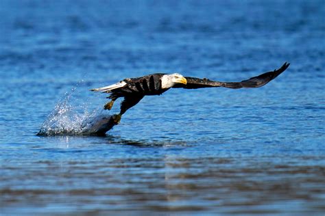 The American Bald Eagle Population Has Quadrupled Since 2009