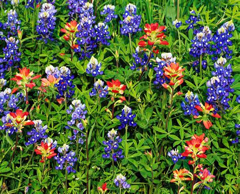 Texas Bluebonnets And Indian Paintbrush Photograph by Panoramic Images