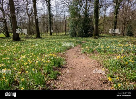 Wild Daffodils Near Kempley Daffodil Way Stock Photo Alamy