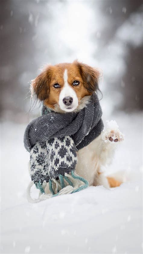 Cute Winter Puppies Wallpapers - Wallpaper Cave