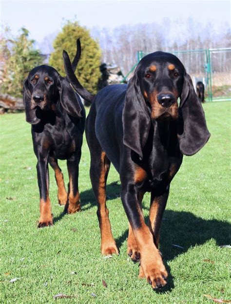 Pin By Becky Krichevsky On Black And Tan Coonhounds Coonhound Black