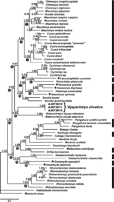 Bayesian Tree Of Cyt B Sequences From Geoemydidae Rooted With Two