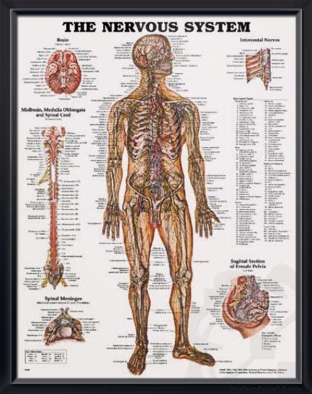 The Nervous System Chart 20x26 Nervous System Anatomy Nerve Anatomy