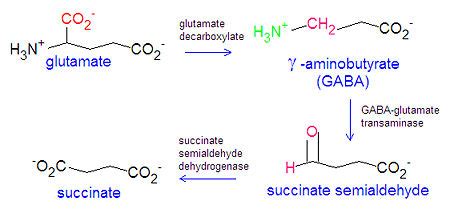 Gamma Aminobutyric Acid Encyclopedia Article Citizendium