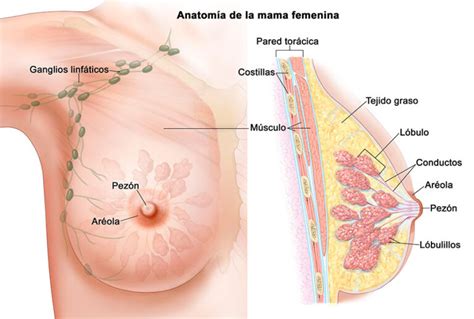 N Cleo Paraventricular Del Hipot Lamo Descubre Su Anatom A Funci N Y