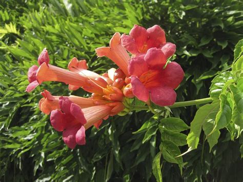 Fertilizing Trumpet Vine Plants How And When To Fertilize A Trumpet