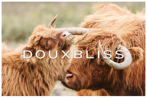 Scottish Highland Cow Wallpaper Animal Download Desktop - Etsy