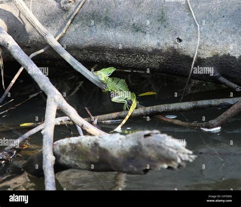 Jesus Christ Lizard Or Common Basilisk Basiliscus Basiliscus